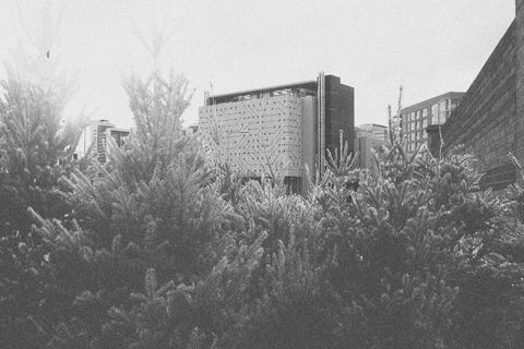 Black and white image. A bank of bristling pine tree branches fills the lower half of this horizontal composition. Blocky buildings rise against a blank sky beyond.
